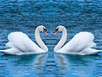 Swans Slide Puzzle Online