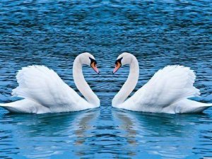 Swans Slide Puzzle Online